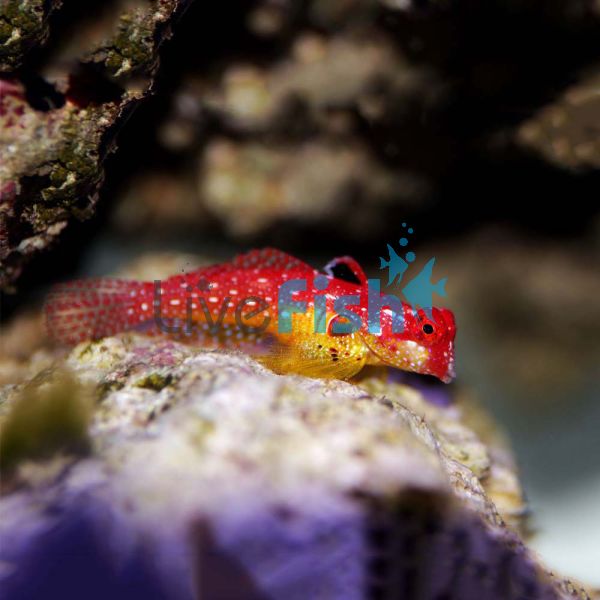 Ruby Red Scooter Dragonet - Medium