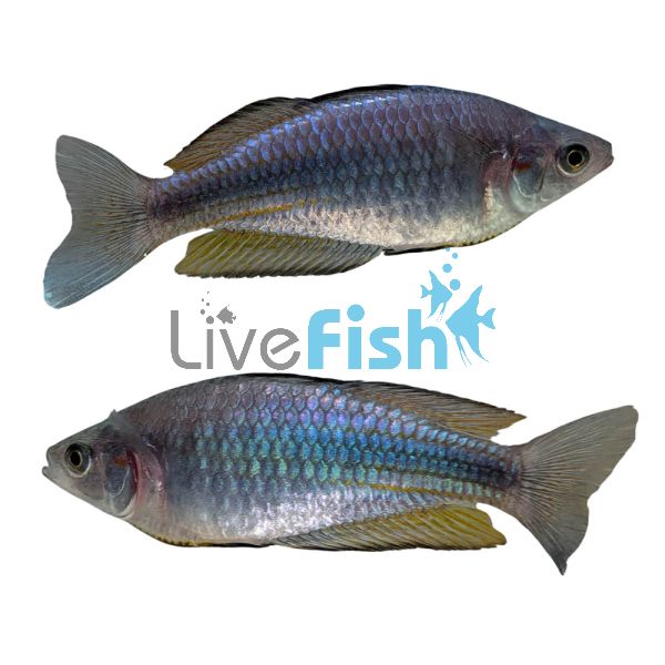 Duboulay's Rainbow-Blue Kangaroo CK 5cm