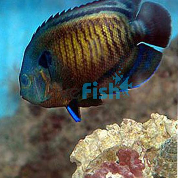 Dusky Angelfish - Large