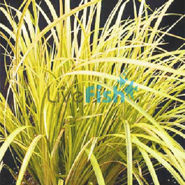 Dwarf Gold Rush Bunch 