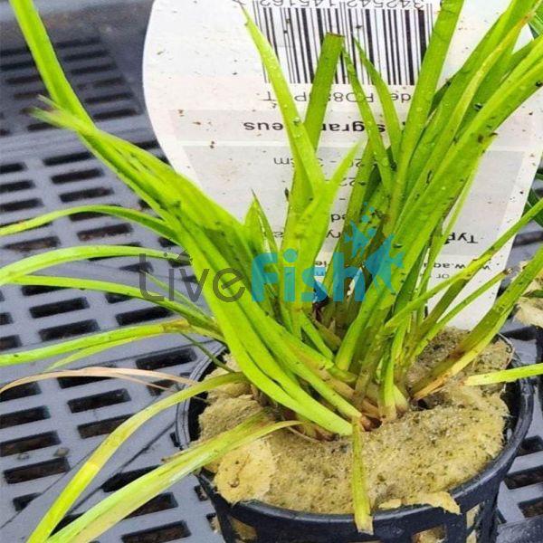 Rush Gold Dwarf - Pot