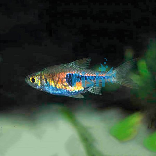 Dwarf Harlequin Copper Rasbora 3cm