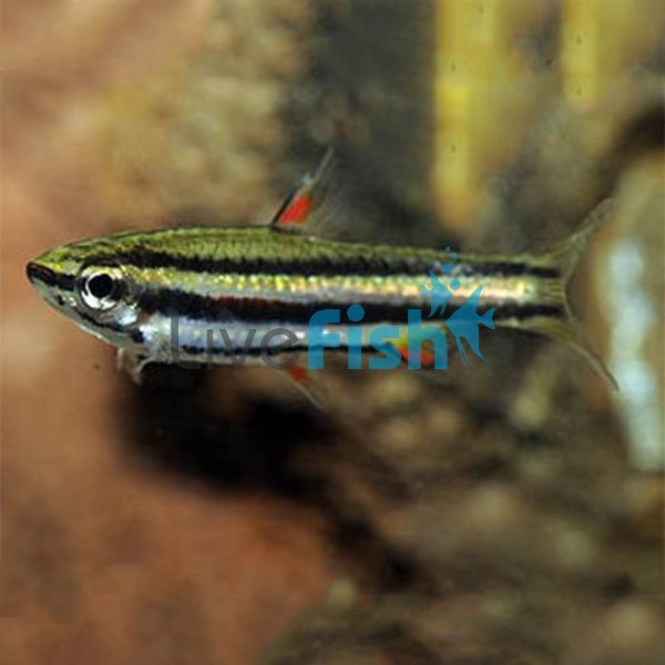 Dwarf Pencil Fish 3cm 