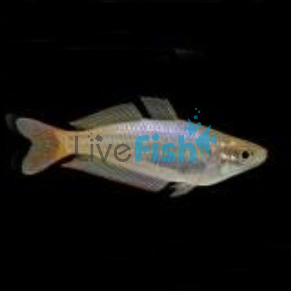 Eastern Rainbow - Davie's Creek 7cm