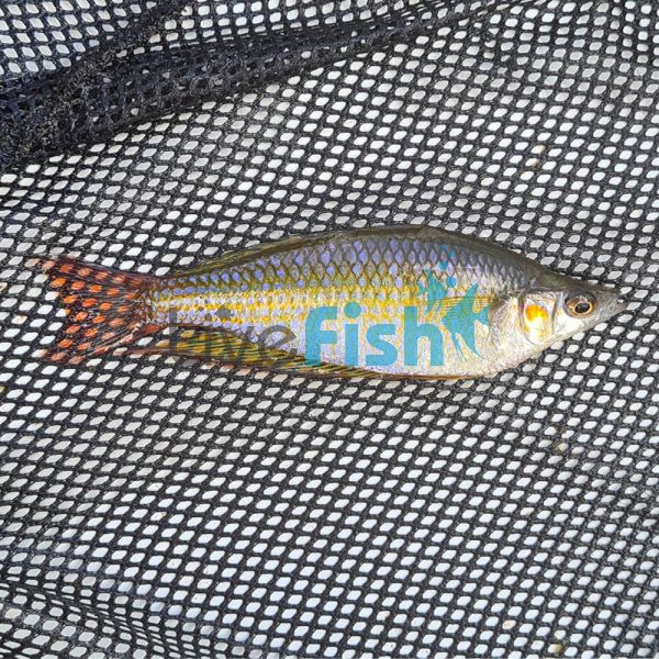 Eastern Rainbow - Pioneer River 3.5cm