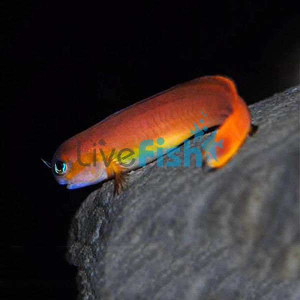 Midas Blenny - Medium