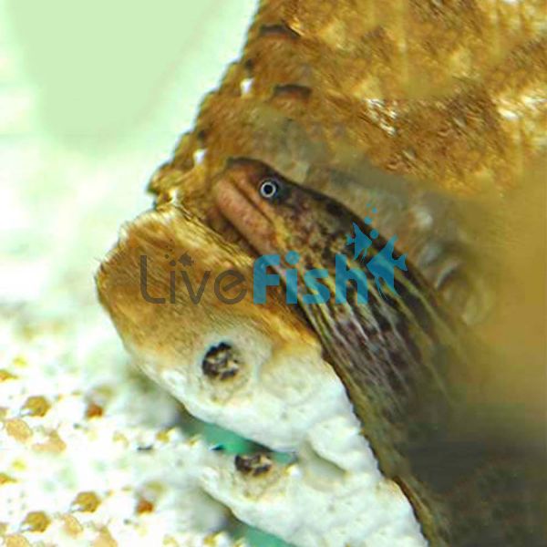 Eel Freshwater Moray 15cm