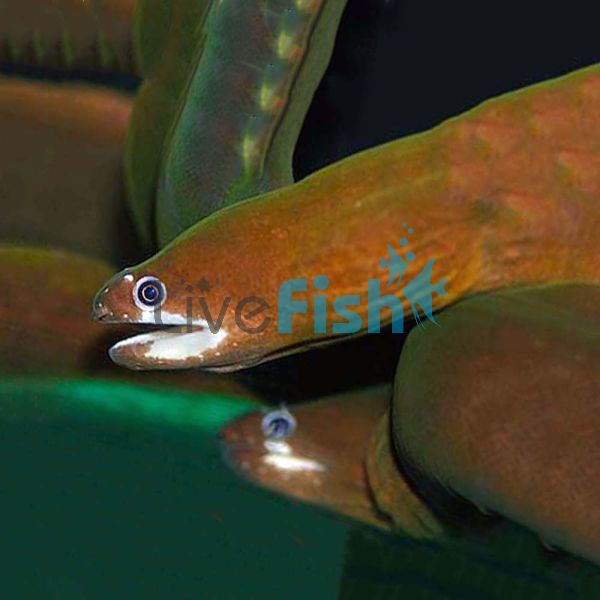 White Cheek Moray Eel 25cm