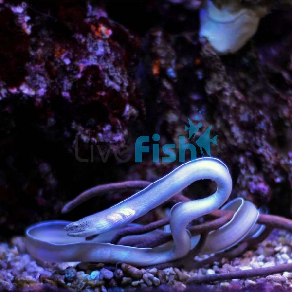 Eel - White Ribbon Medium
