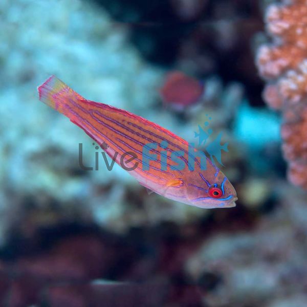 Eight Line Wrasse - Medium