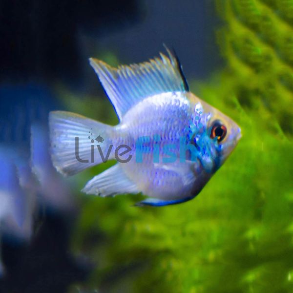 Balloon Electric Blue Ram 2.5cm