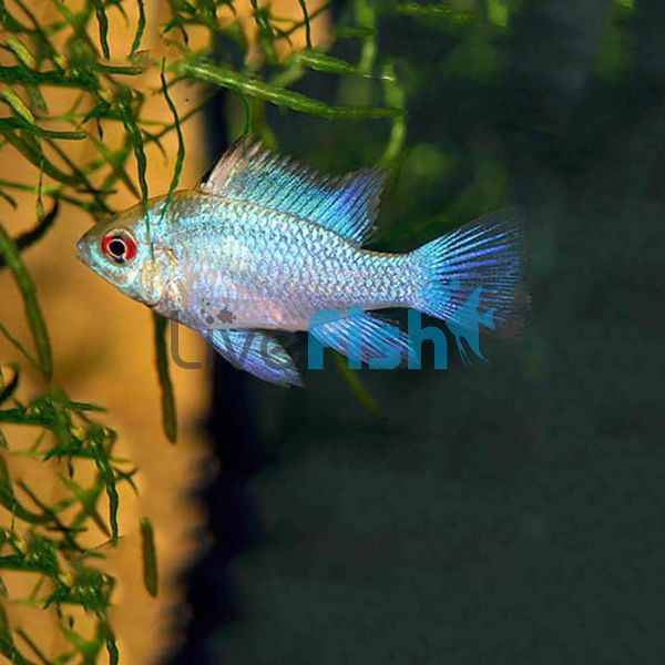 Electric Blue Ram 3cm