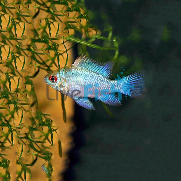 Electric Blue Ram 2.5cm