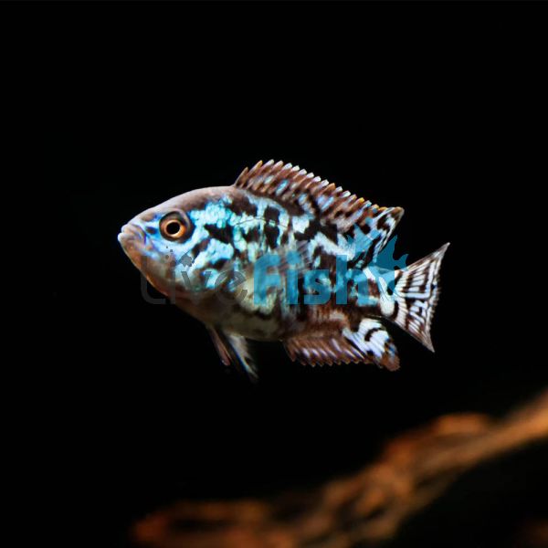 Electric Blue Jack Dempsey 3.5cm
