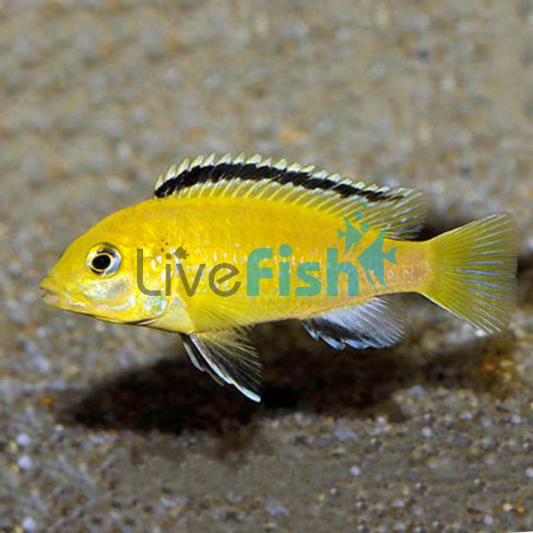 Electric Yellow Australian Bred 6cm