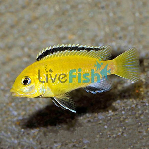 Electric Yellow Australian Bred 7cm