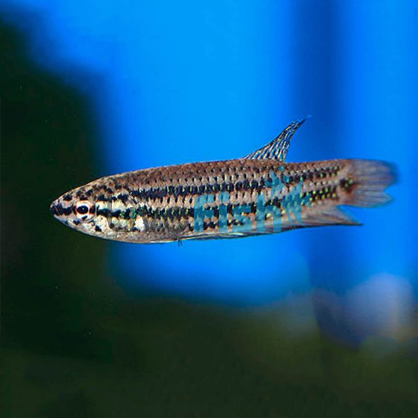 Emerald Betta 3cm