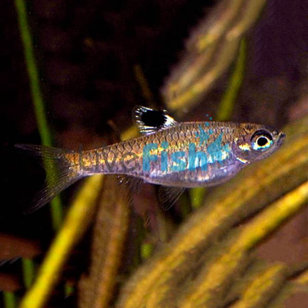 Emerald Eye Rasbora 1cm