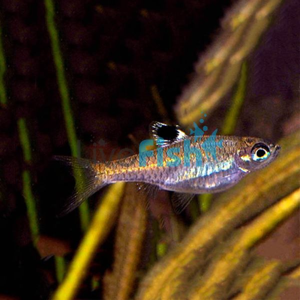 Emerald Eye Rasbora 2.5cm