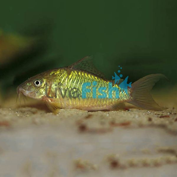 Emerald Catfish 5cm