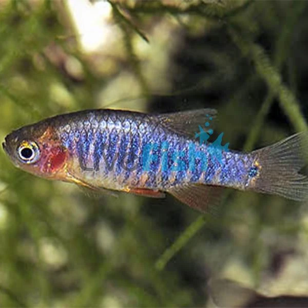 Emerald Dwarf Rasbora 2cm