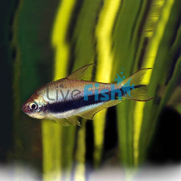 Emperor Tetra 3.5cm