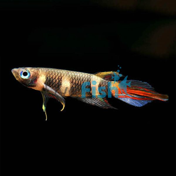 Clown Panchax 2.5cm