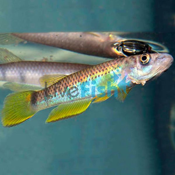 Six Barred Panchax 5cm