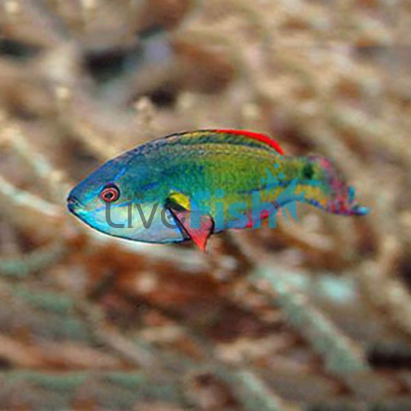 Exquisite Fairy Wrasse - Medium