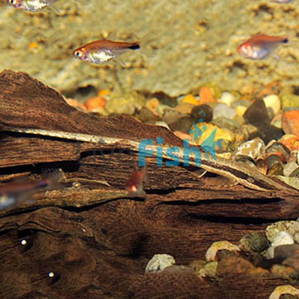 Farlowella Catfish 7cm