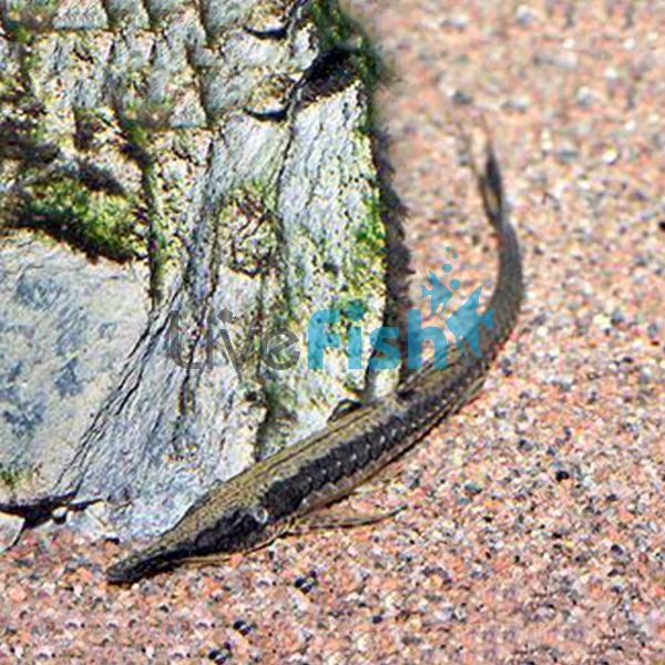 Farlowella Catfish 20cm