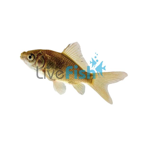 500 x Feeder Goldfish (2.5-3.5cm) 