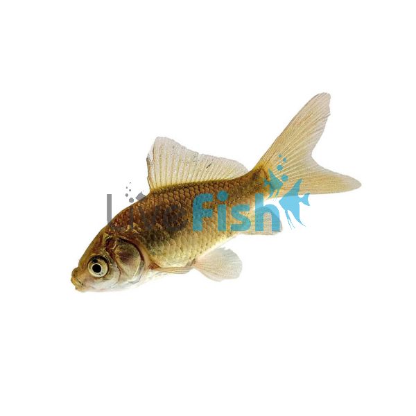 50 x Feeder Goldfish (2.5-3.5cm)