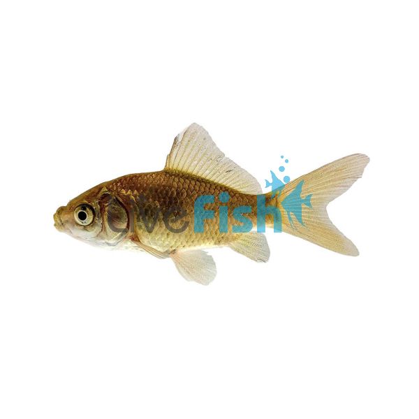 100 x Feeder Goldfish (2.5-3.5cm)