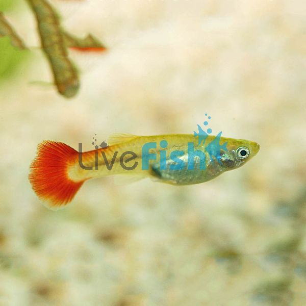 Female Redtail Guppy 3.5cm