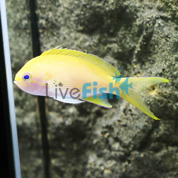 Female Squarespot Anthias - Medium