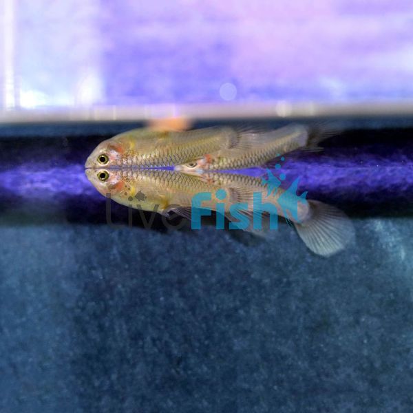 Female Dwarf Panda Blue Guppy 3cm