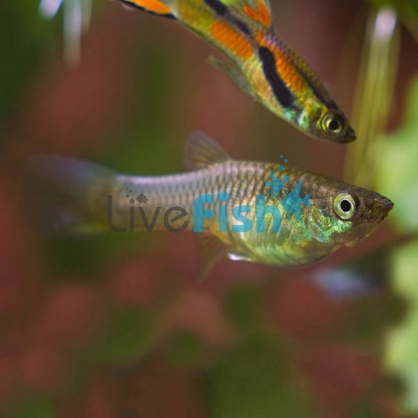 Female Endlers Red Line Guppy 3cm