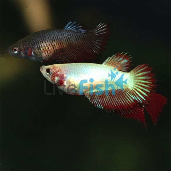 Female Crowntail Betta 3.5cm