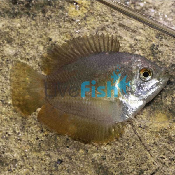 Female Dwarf Flame Gourami 4cm