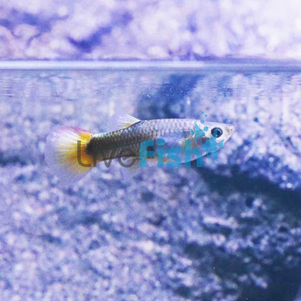 Female Flame Guppy 3.5cm