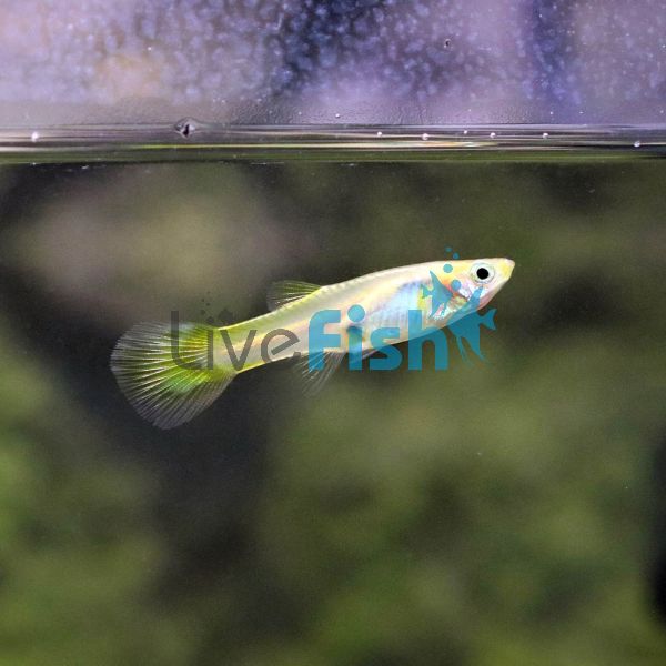 Female Pigeon Blood Guppy 3.5cm