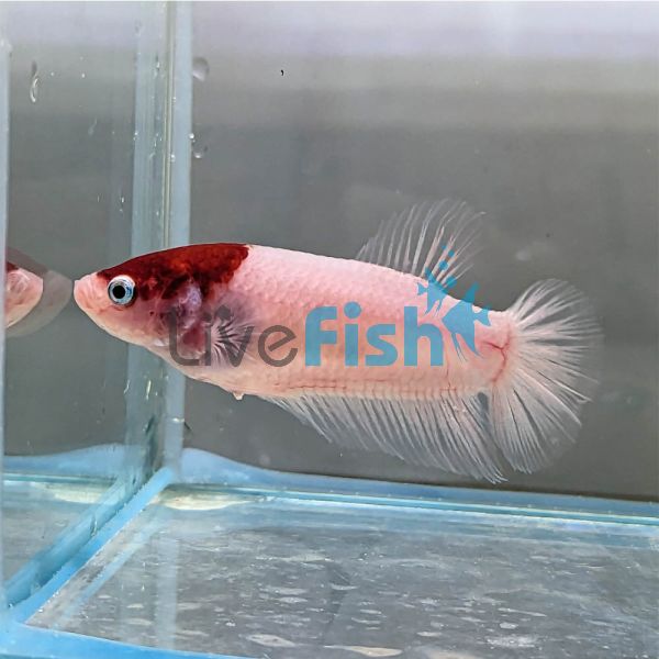 Female Plakat HM Red Cap Tancho 5cm