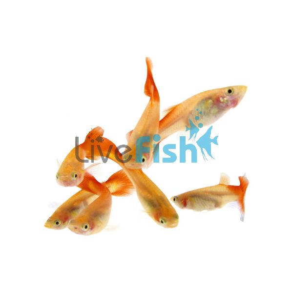 Female Redtail Blonde Guppy 3.5cm