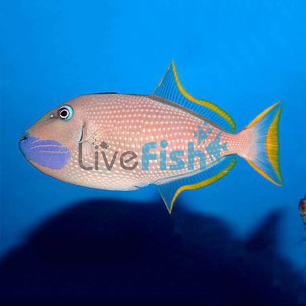 Female Blue Jaw Triggerfish - Medium