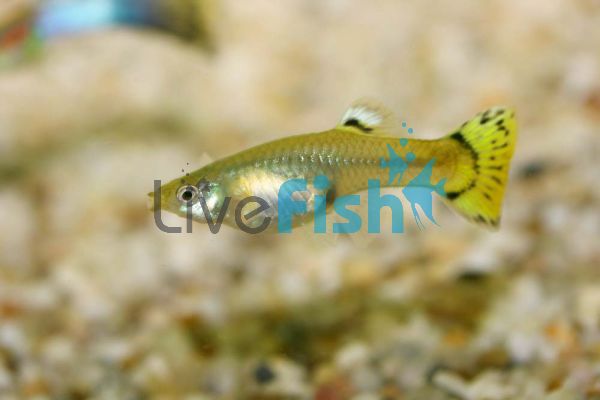 Female Yellow Tail Guppy 3.5cm