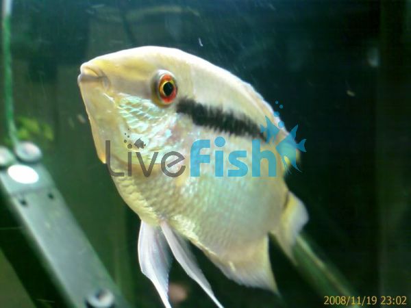 Festivum Cichlid 12cm Brazil Wild
