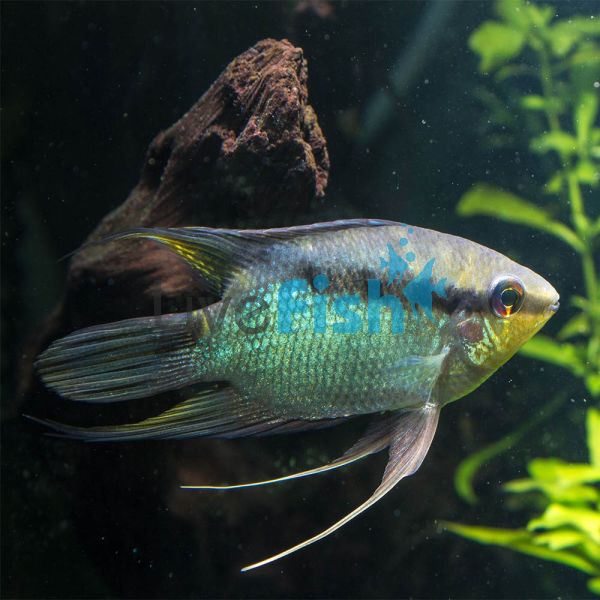 Festivum Cichlid Peru - Wild Caught 5cm 