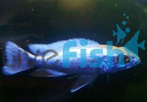 Iceberg Electric Blue 3.5cm