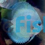 Blue Angel Discus - IP Discus 5cm